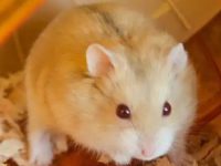 Cutest hamster breed