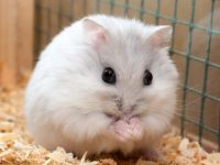How to care for hamsters?