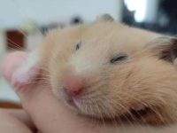 What do hamsters see?