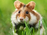 Are hamsters wild animals?