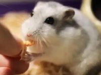 How often do you change hamster bedding?