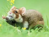 Are there hamsters in the wild?