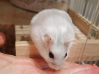 What hamster lives the longest?