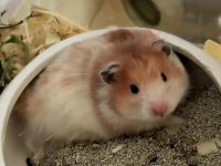 How to tell if a hamster is a boy or girl?