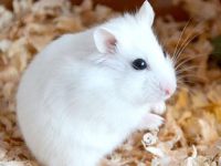 Best hamster breed