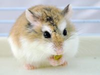 Life span of hamster