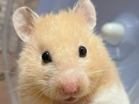 How long do hamsters live in captivity?