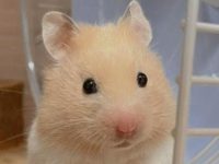 What temperature do hamsters like?