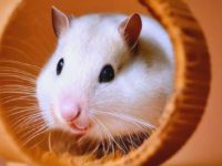 Average hamster lifespan