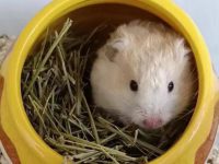 Can hamsters eat hay?