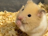 Best hamsters for kids