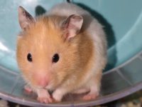 How many teeth do hamsters have?