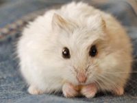 Smallest hamster breed