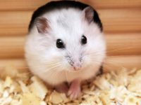 What do hamsters like to play with?