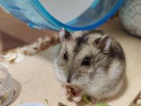 Are syrian hamsters friendly?
