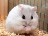 The cutest hamster
