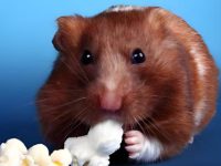 Long haired syrian hamster lifespan?