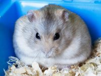 How much space does a hamster need?