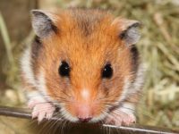 How big can hamsters get?