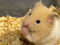 Why are hamsters good pets?