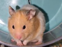 How much do hamsters sleep?