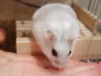 Do female hamsters have periods?