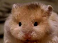 What is the life expectancy of a hamster?