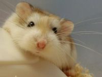 How many years do hamsters live?