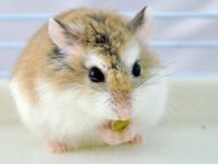 Small hamster breeds
