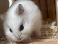 Life cycle of a hamster