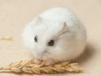 How do hamsters mate?