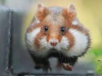 What does hamster eat?