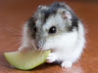 How to breed hamsters?