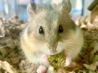 How big can a hamster get?