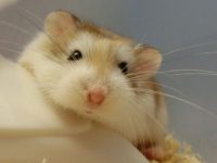 How often do hamsters eat?