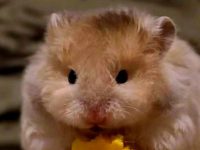 Golden hamster lifespan