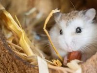 European hamster size