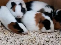 Are hamsters social?