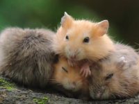 Do dwarf hamsters like to be held?