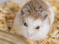 Do hamster have tails?