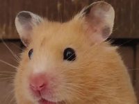 Do hamsters like being held?