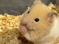 Do hamsters like being pet?