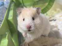 How many types of hamsters are there?