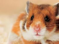 Reasons to get a hamster