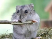 Russian hamster lifespan