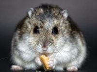 How to tell how old a hamster is?