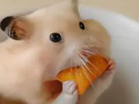 What does a hamster need