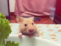 How long do winter white hamsters live?