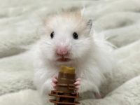 What is the biggest hamster?