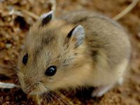 Lifespan of hamsters